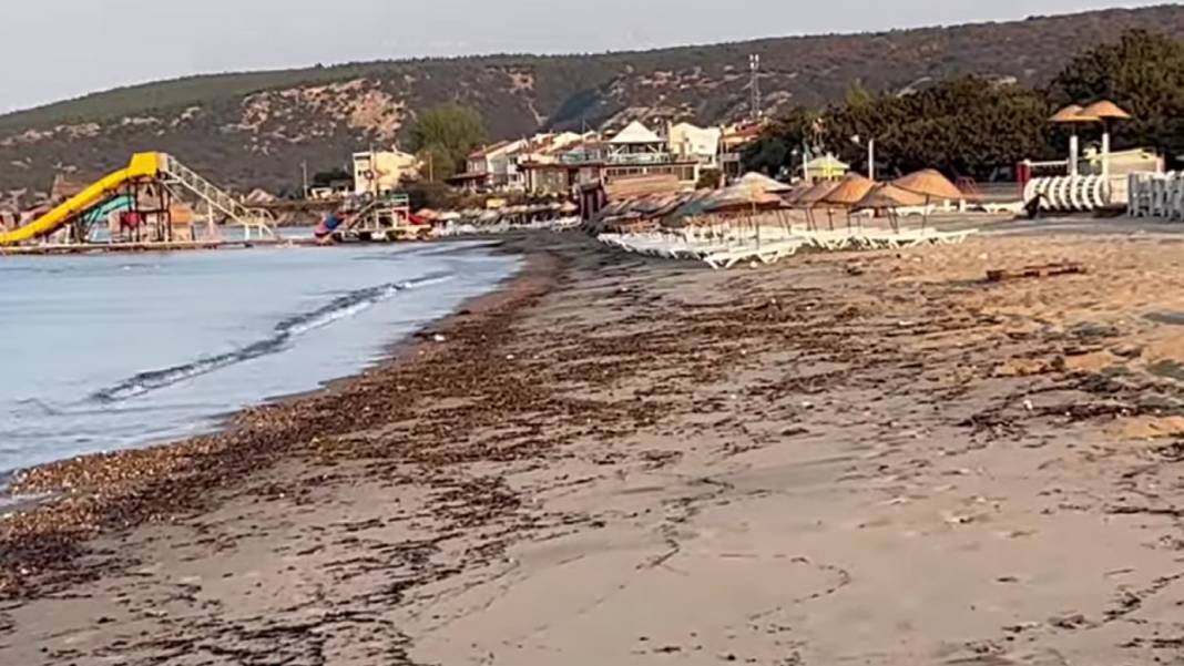 Çanakkale'deki büyük yangının izi Edirne'de: Kıyı şeridi küllerle kaplandı 6